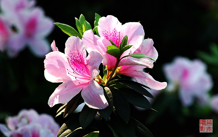 Լᴺ---ž黨