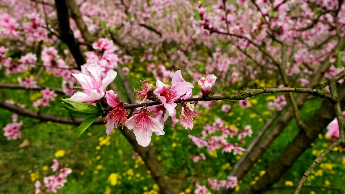 丹棱梅湾湖赏桃花