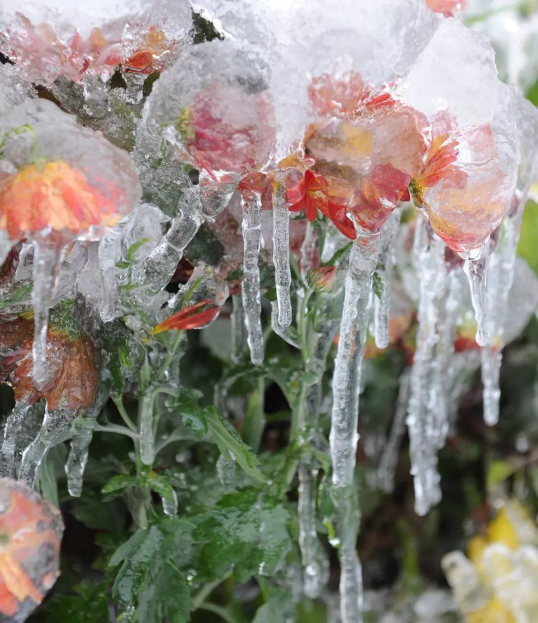 这是湖南郴州市街道旁被冰雪包裹的鲜花(2008年2月2日摄).