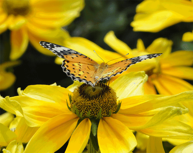 2018-01-29知青之声