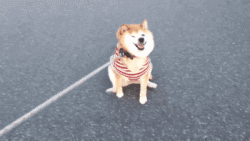 如果说哈士奇是狗中的表情帝,那柴犬绝对就是戏精!