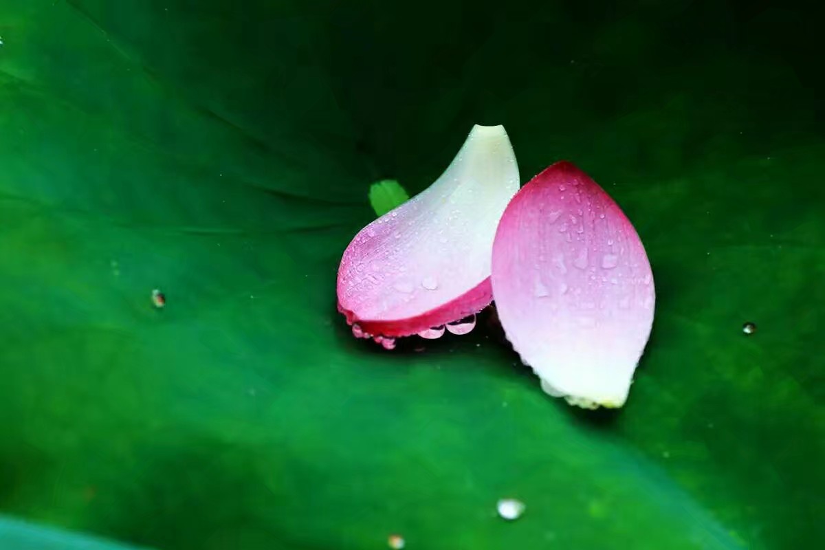 生活如此美好,让我们尽情享受这此刻的美好;静静的,不争,不计较,多