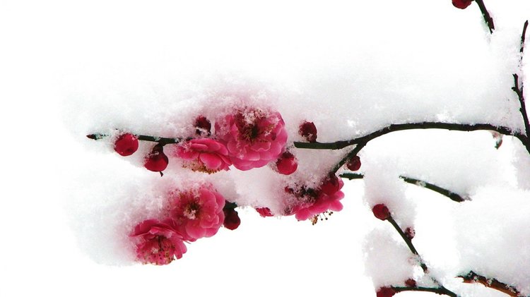 寒梅傲雪独自艳意思 f7d728ff5b05b1fcbe7b772088ae2485.jpg.cw750.jpg