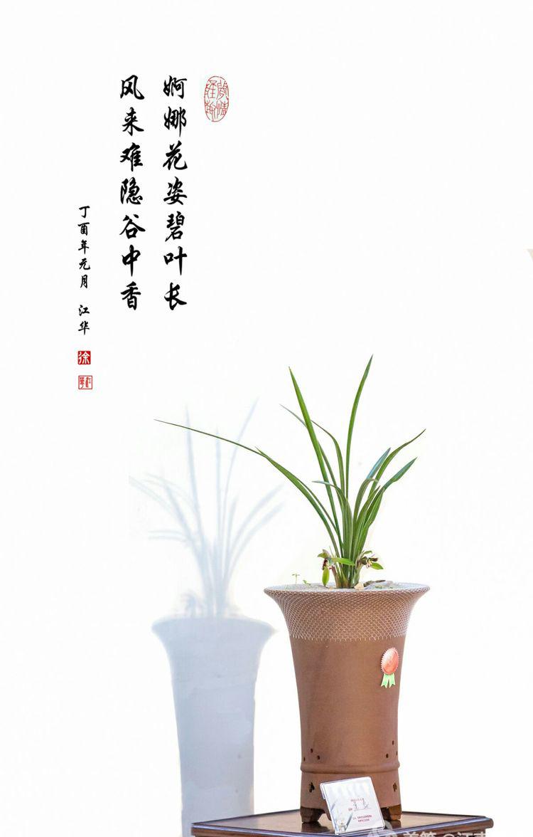 兰香雅韵