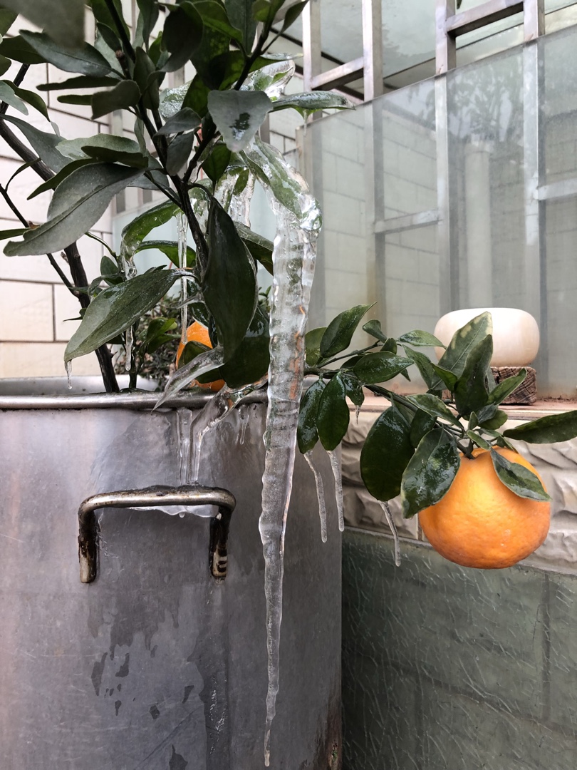 2018年的雪凌中的花果