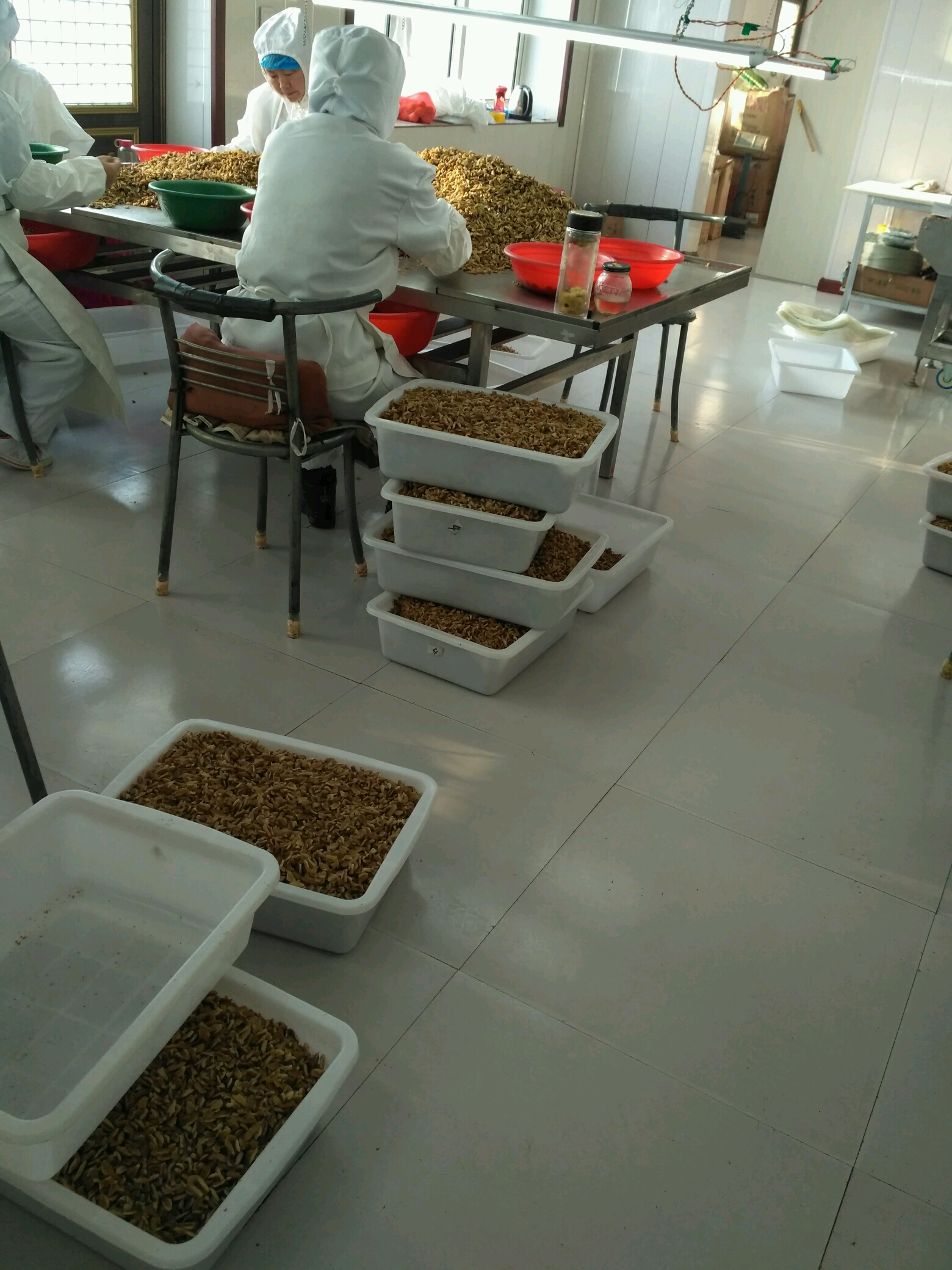 东北野生山核桃仁加工车间