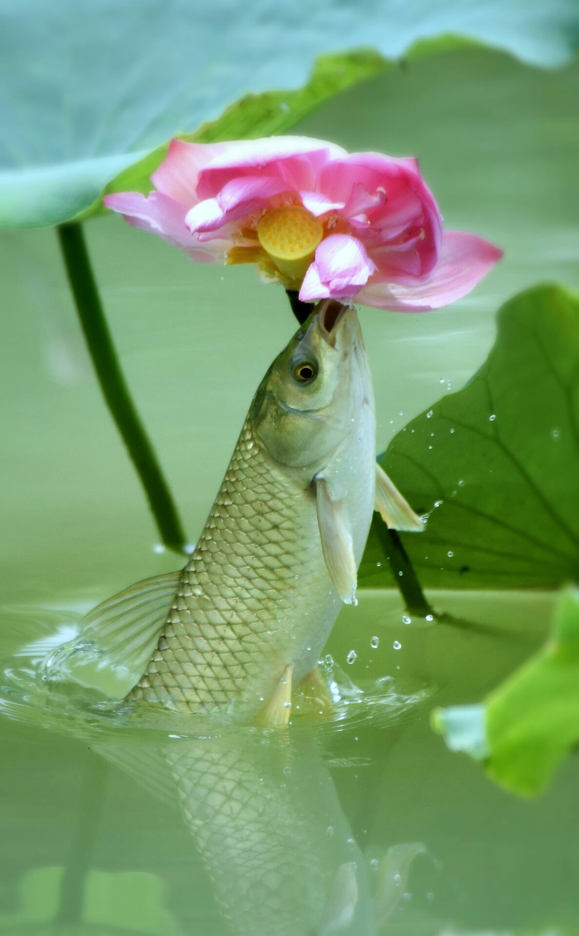 出水芙蓉洁净心,轻施粉黛似鸳衾. 特别声明:本文观点仅代表作