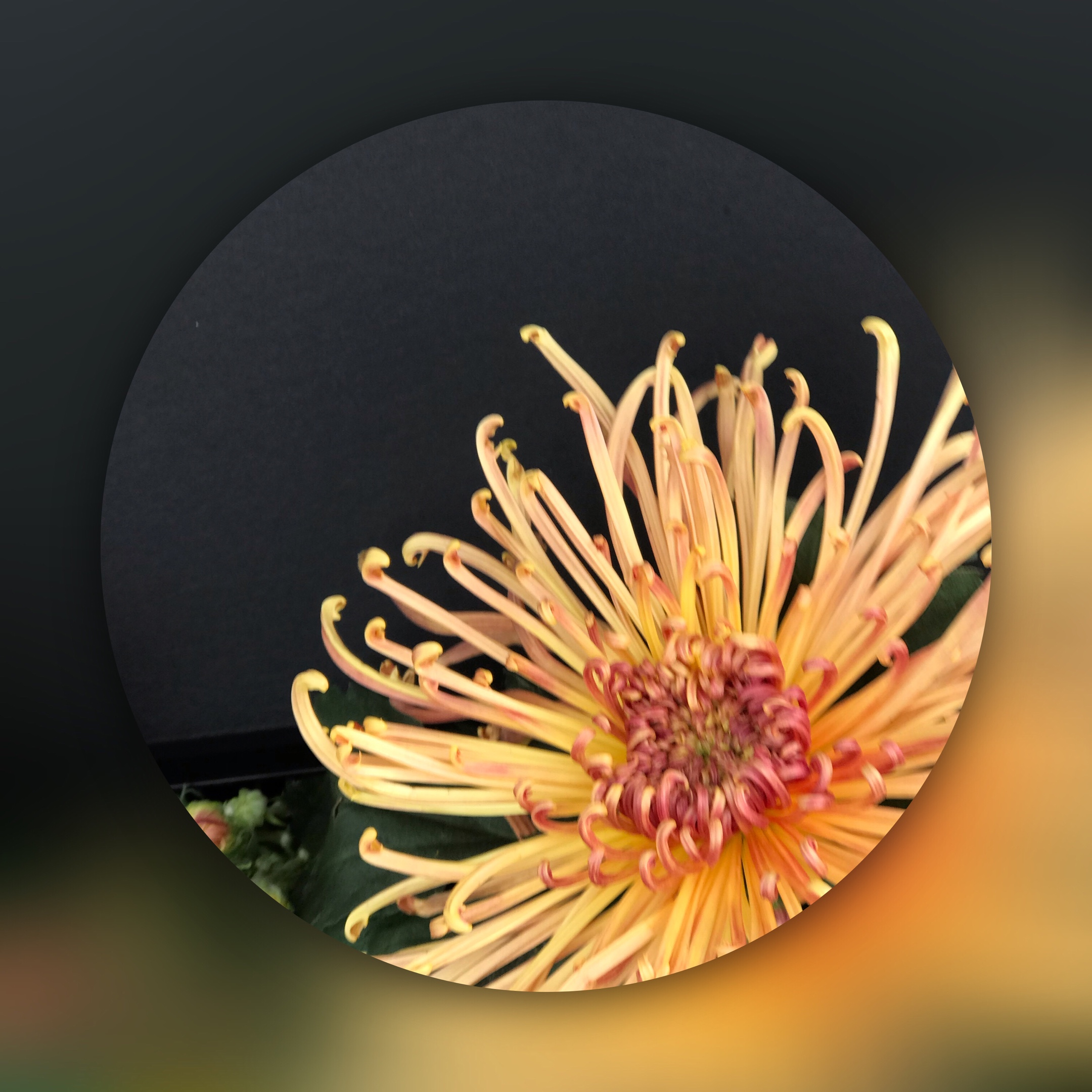 菊花绽放染秋色