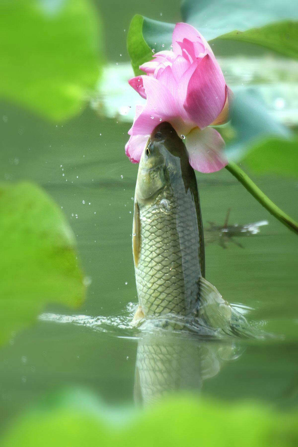 出水芙蓉洁净心,轻施粉黛似鸳衾. 特别声明:本文观点仅代表作
