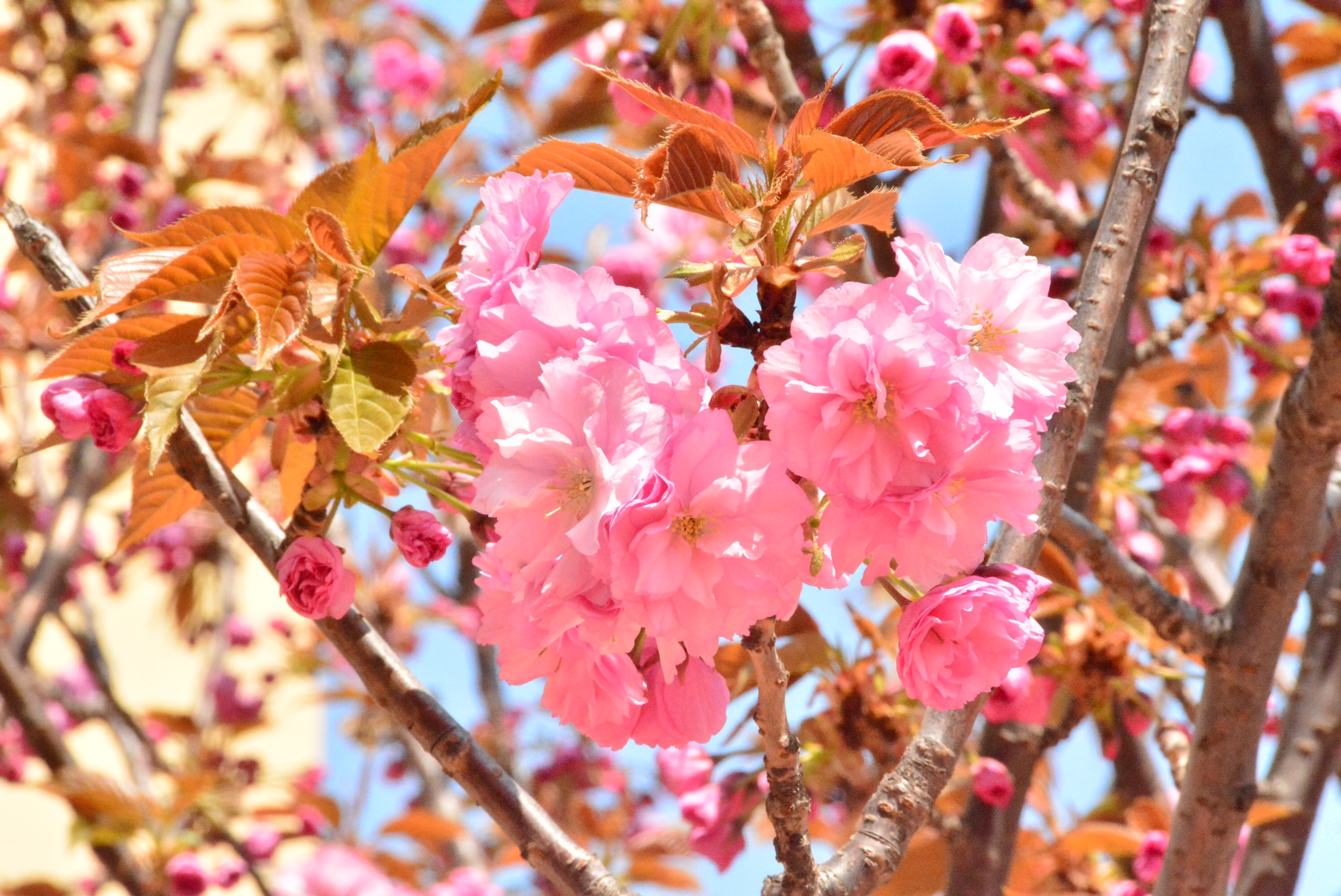 《春天的美丽无处不在》樱花 桃花 郁金香绚丽多姿绽芬芳;舞者 踏青