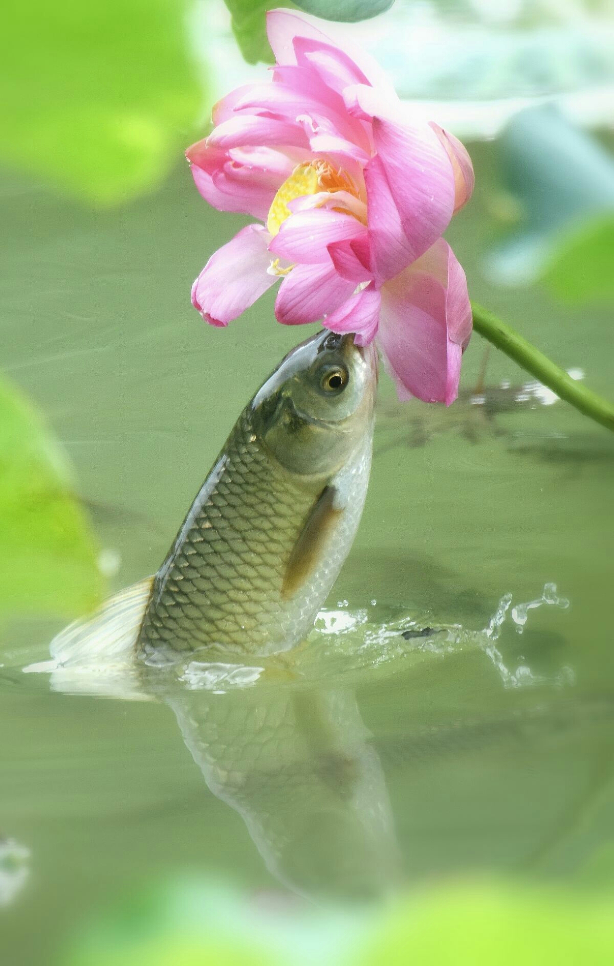 鱼/荷/恋