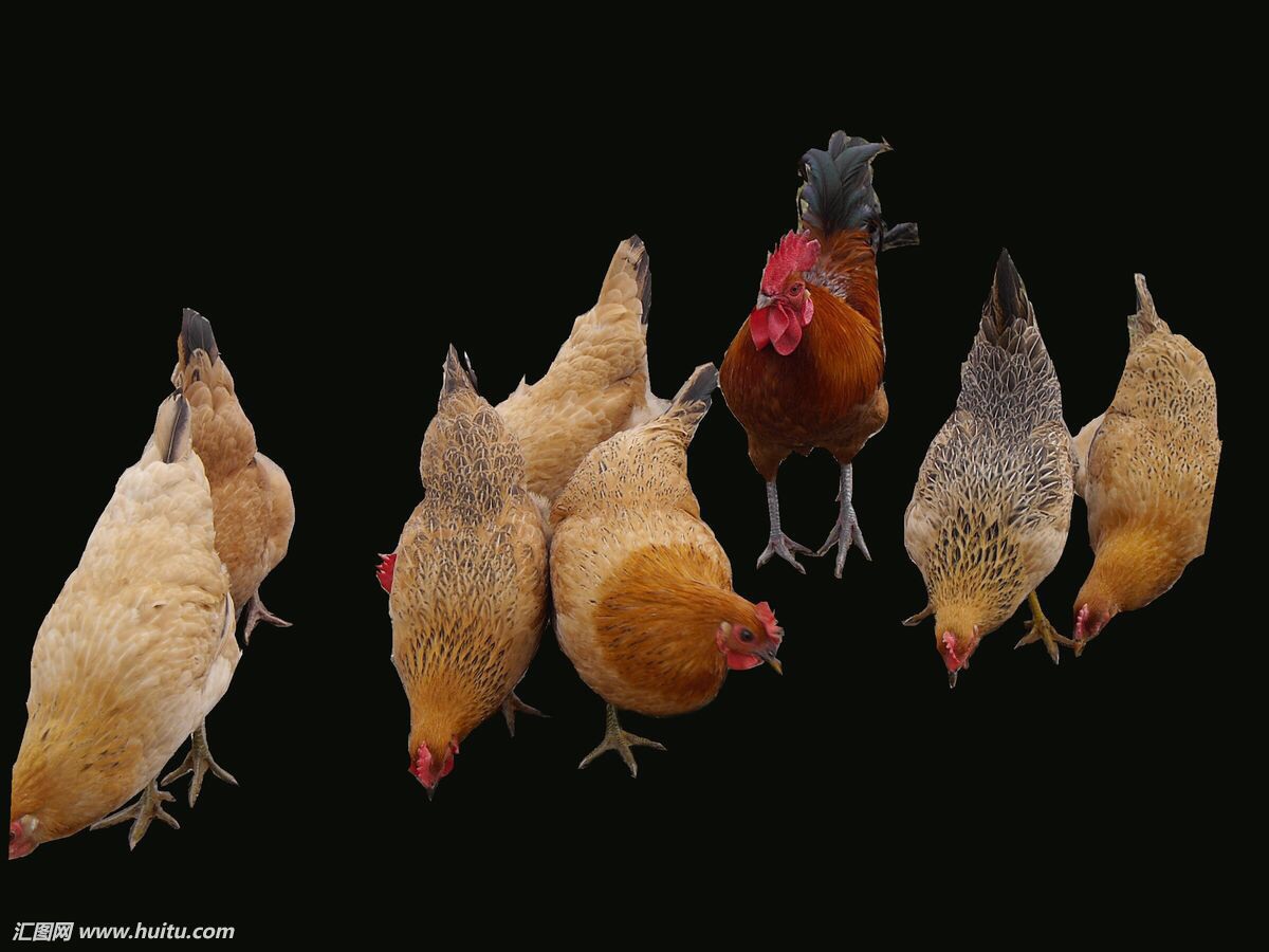 一群鸡 原创图片来源网络