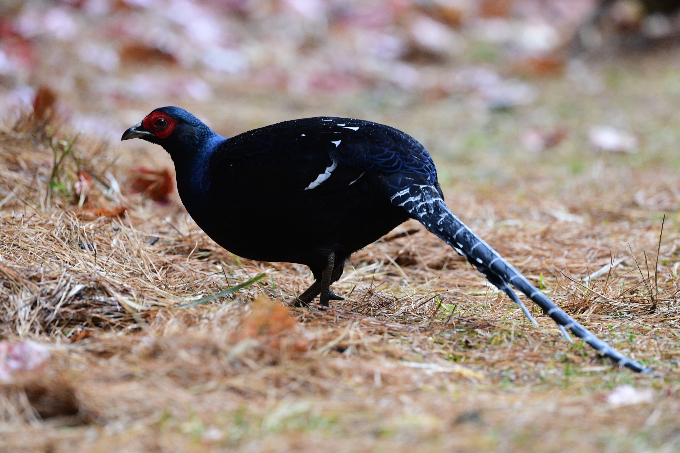 台湾的帝雉,蓝腹鹇,非常难的一见,拍着就是幸运了.