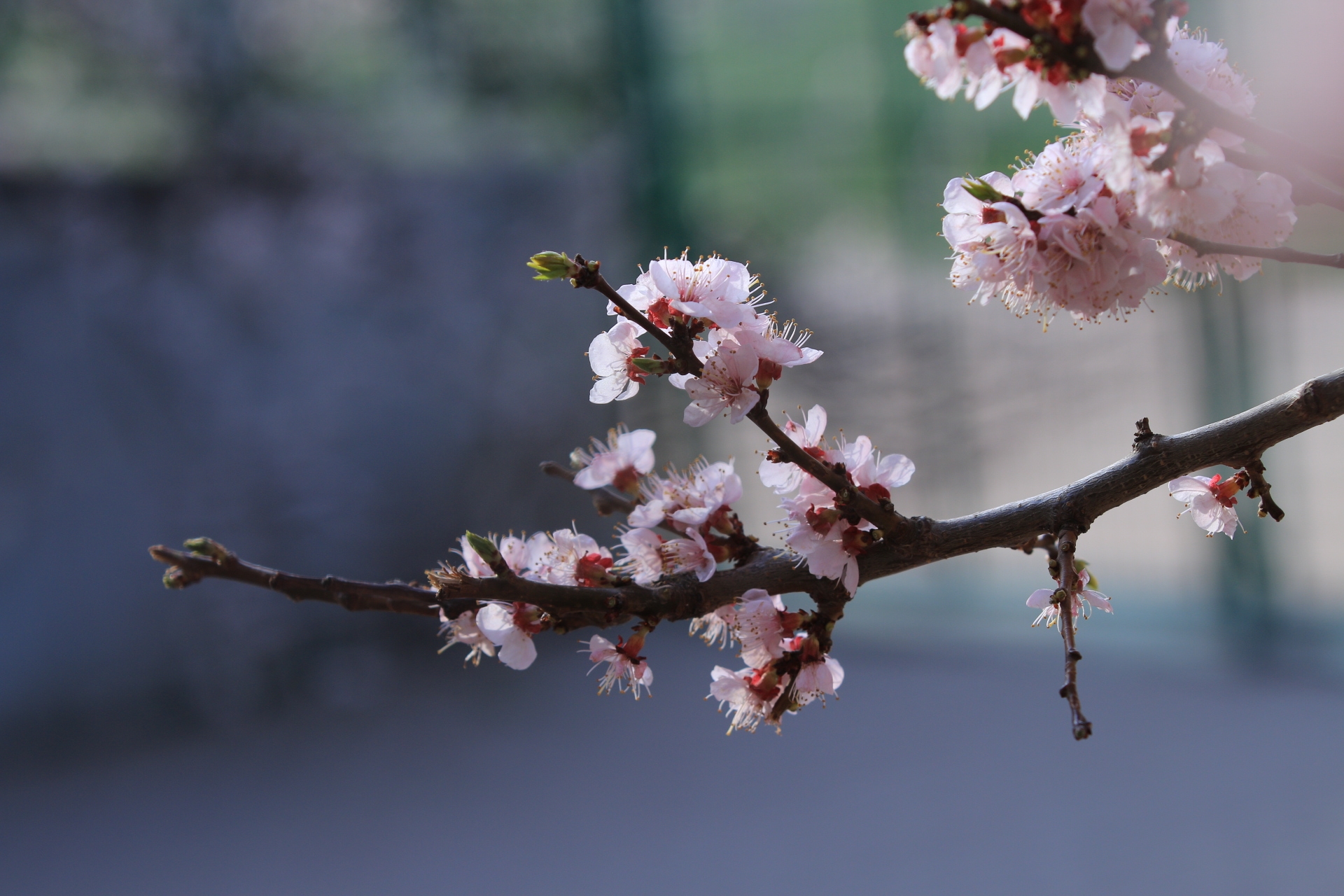 春花仍然笑春凤,2019年4月25日拍於哈尔滨工程大学.