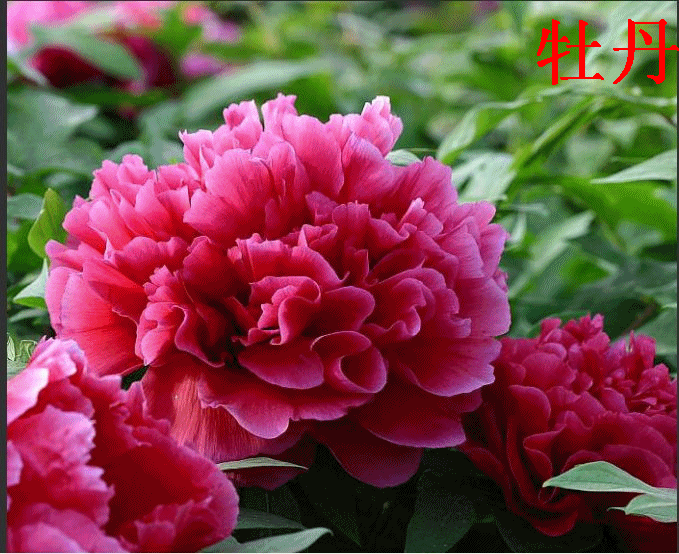 国色天香,盛开的牡丹花