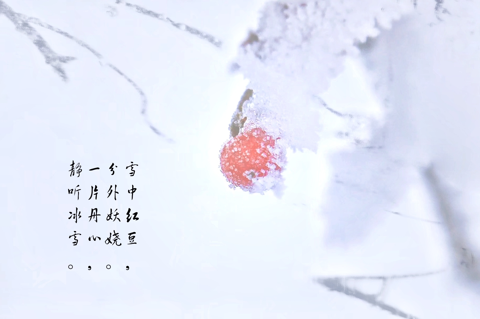 大雪压红豆,红豆俏更美.