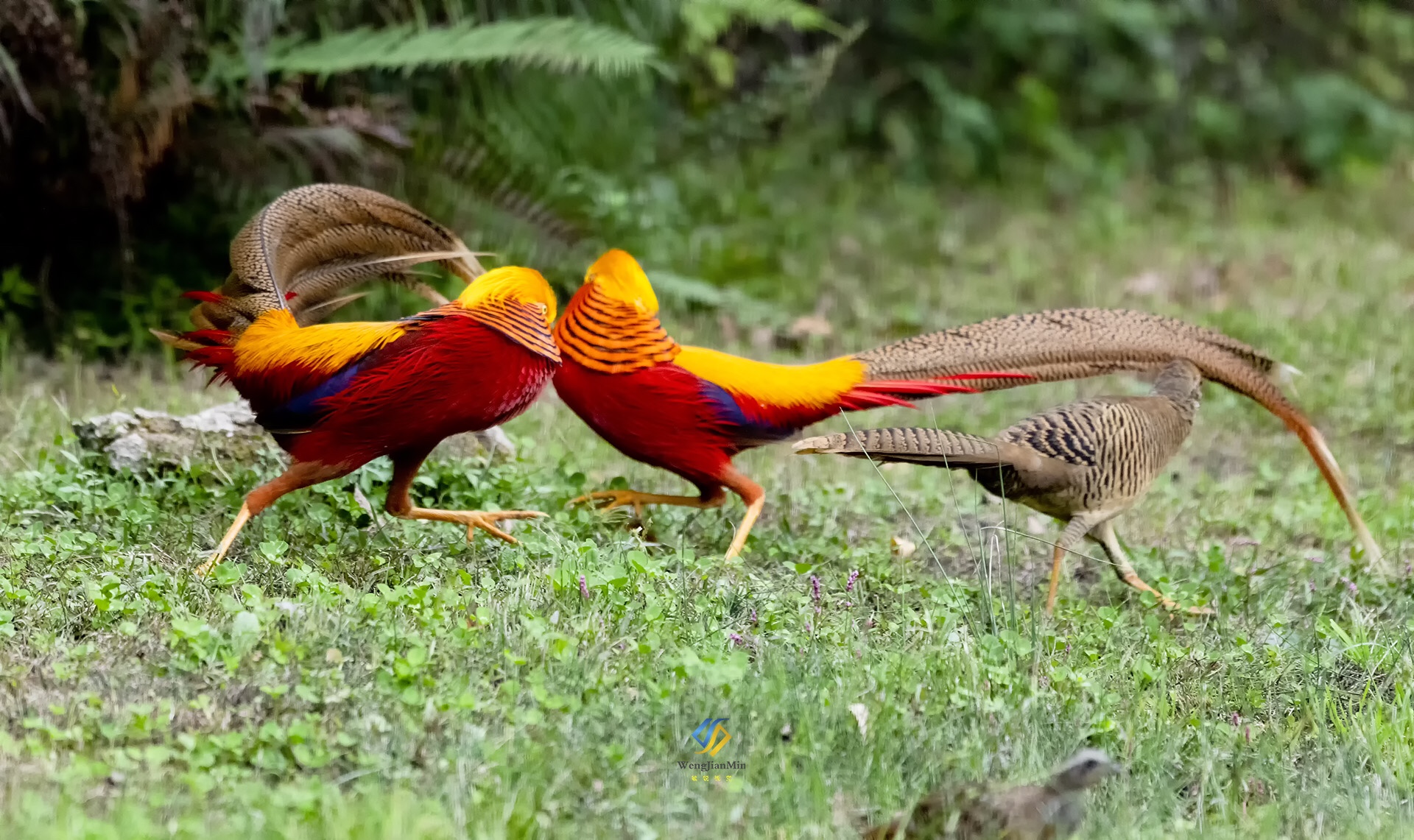 活着的,凤凰,红腹锦鸡