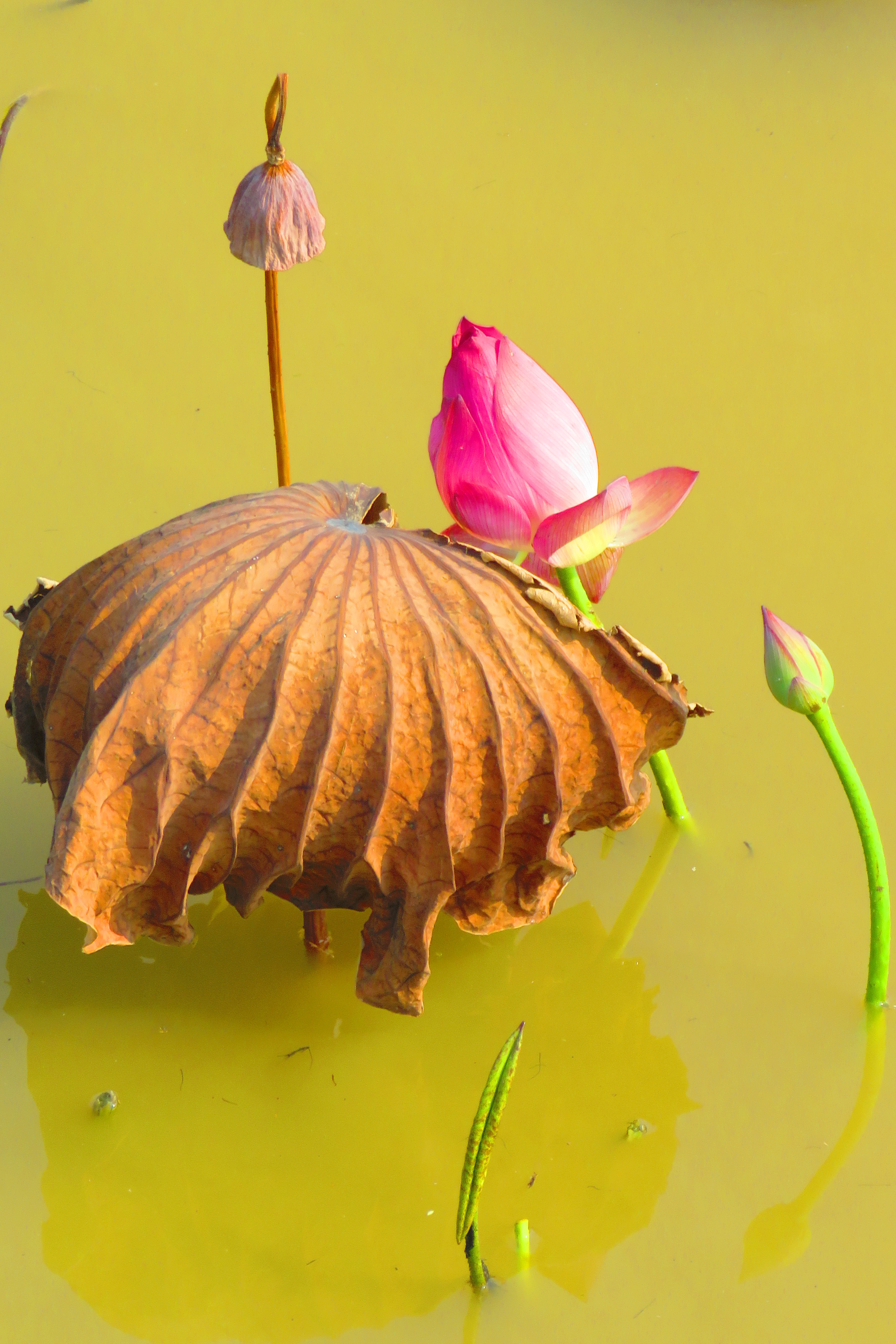 红藕香残玉簟秋