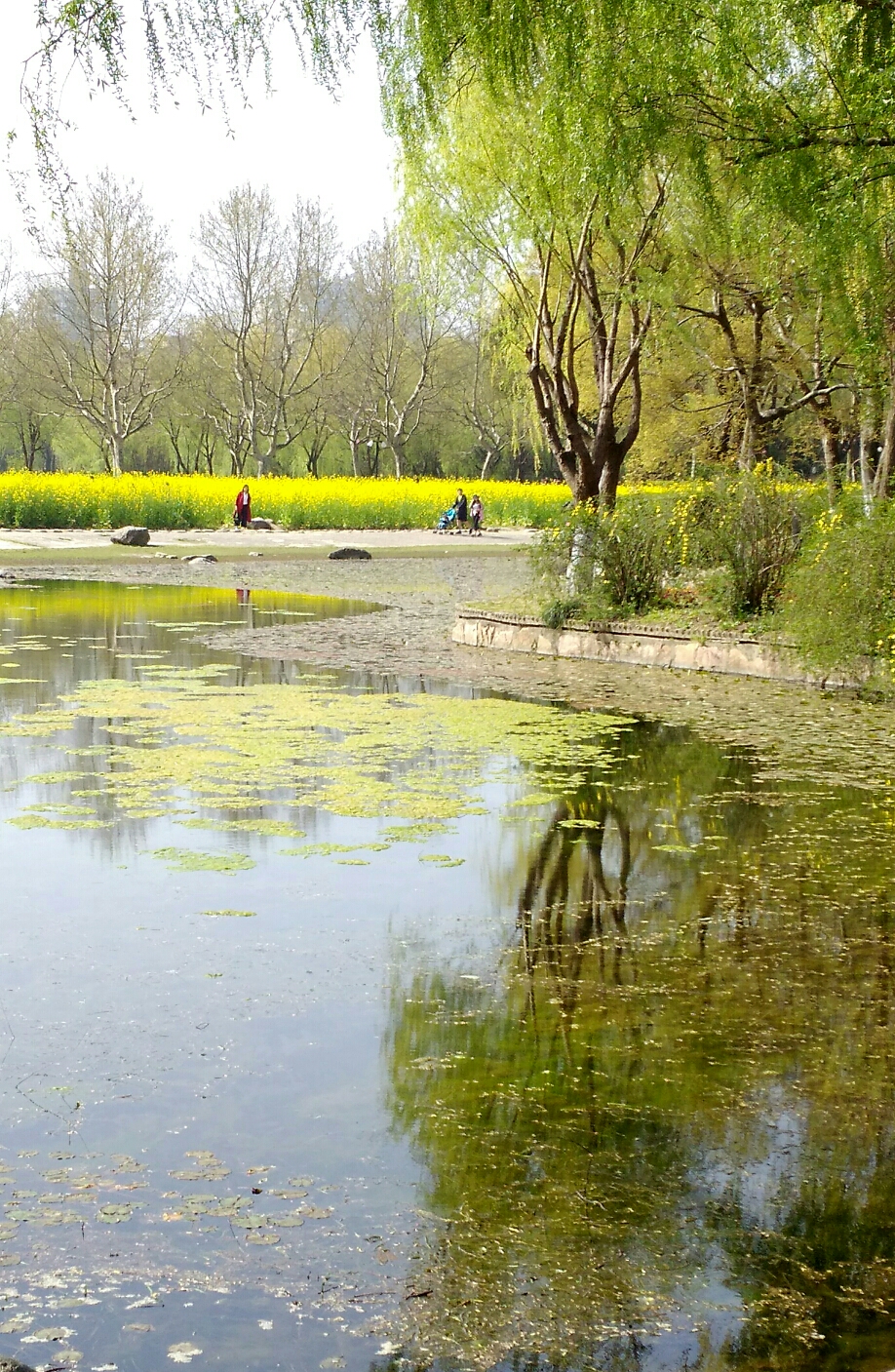 世纪公园的油菜花
