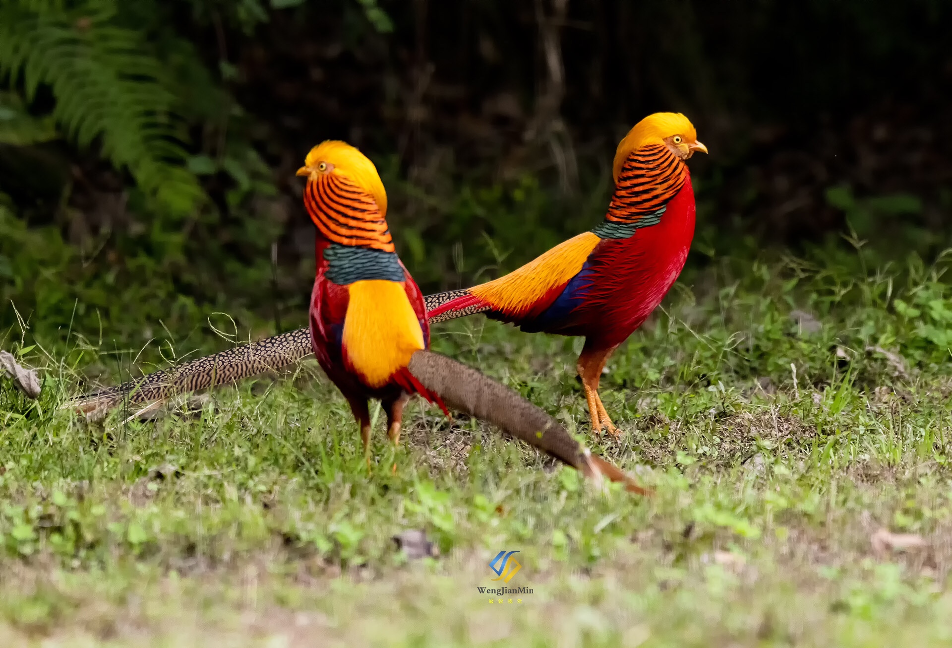 活着的,凤凰,红腹锦鸡