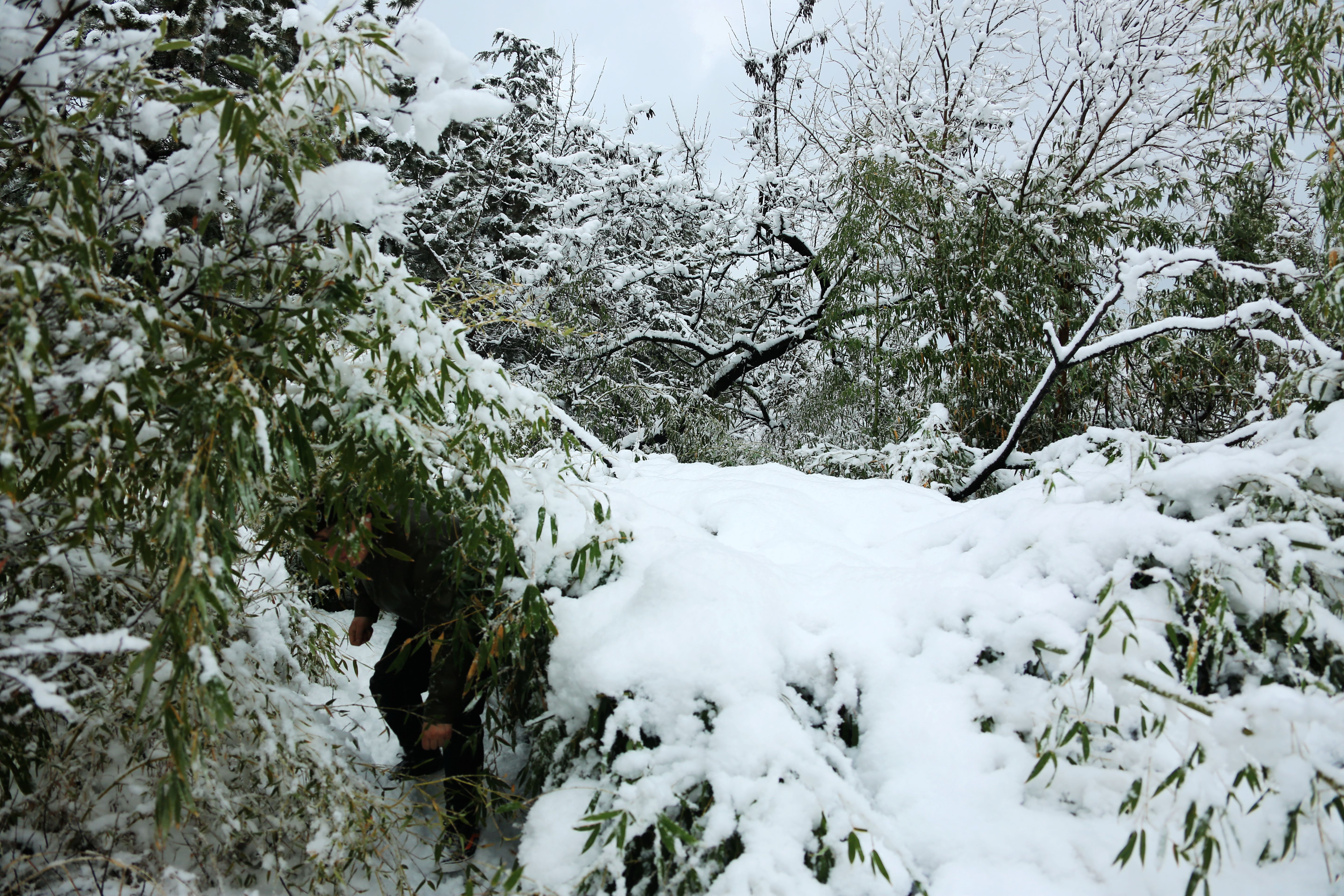 7日夜间一场大雪铺天盖地,在政府"绿色"指导下,不撒融雪剂,雪大路滑