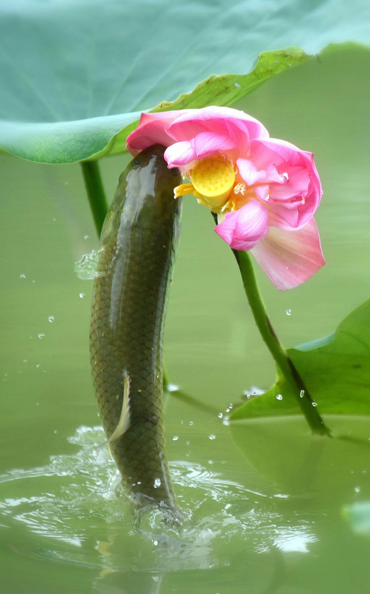 鱼//荷//恋