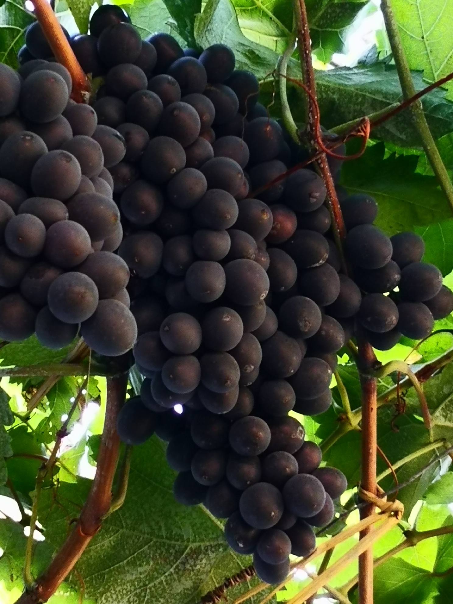 昌黎玫瑰香葡萄特别香甜