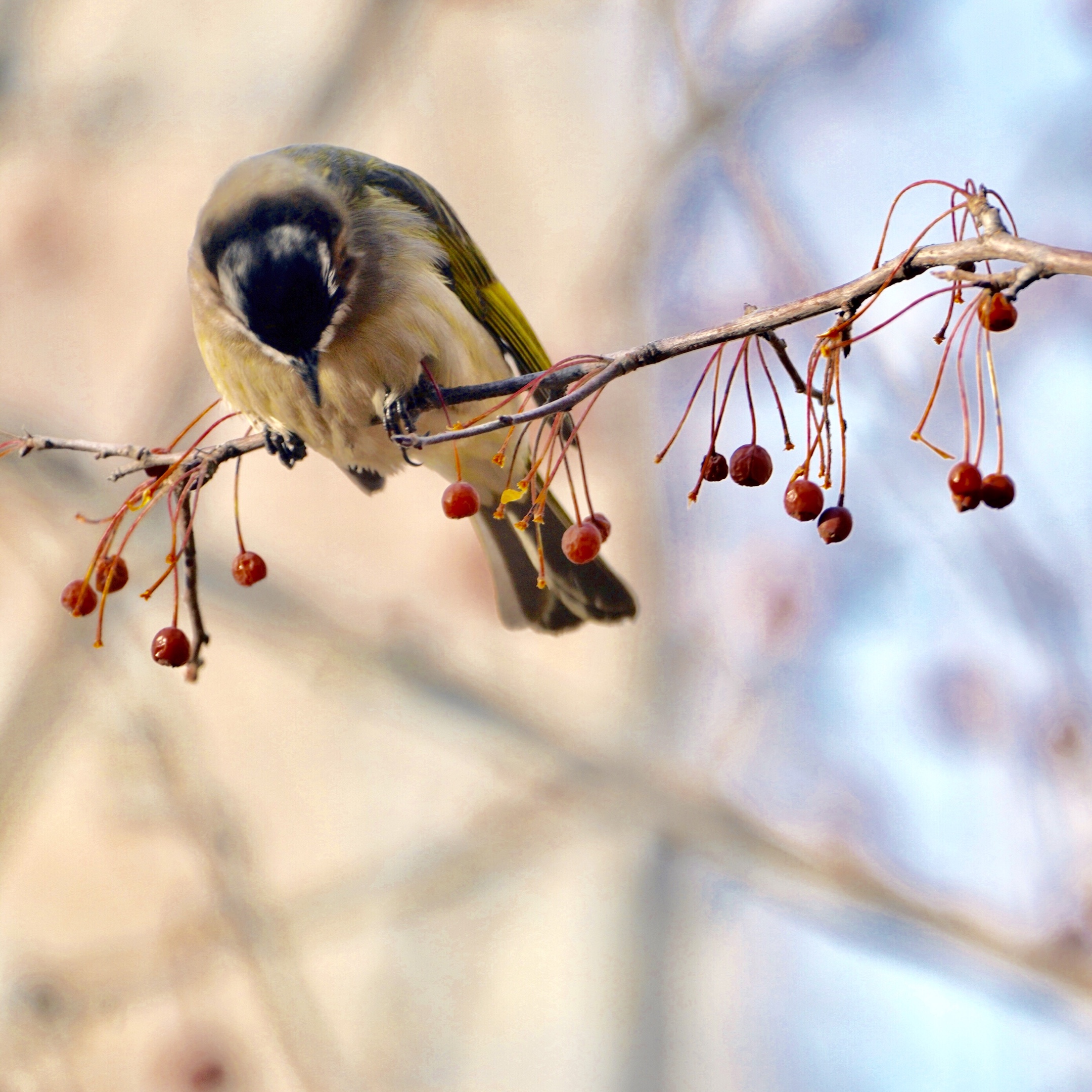 白头鹎鸟枝头闹