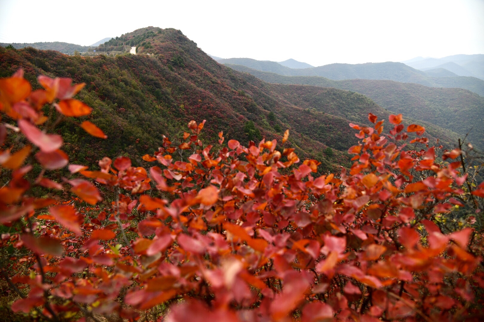 渑池坡头太美了,十万亩红叶迎来最佳观赏季.