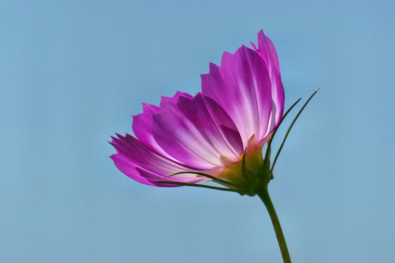 秋英花楚楚动人,可爱的秋天景物.