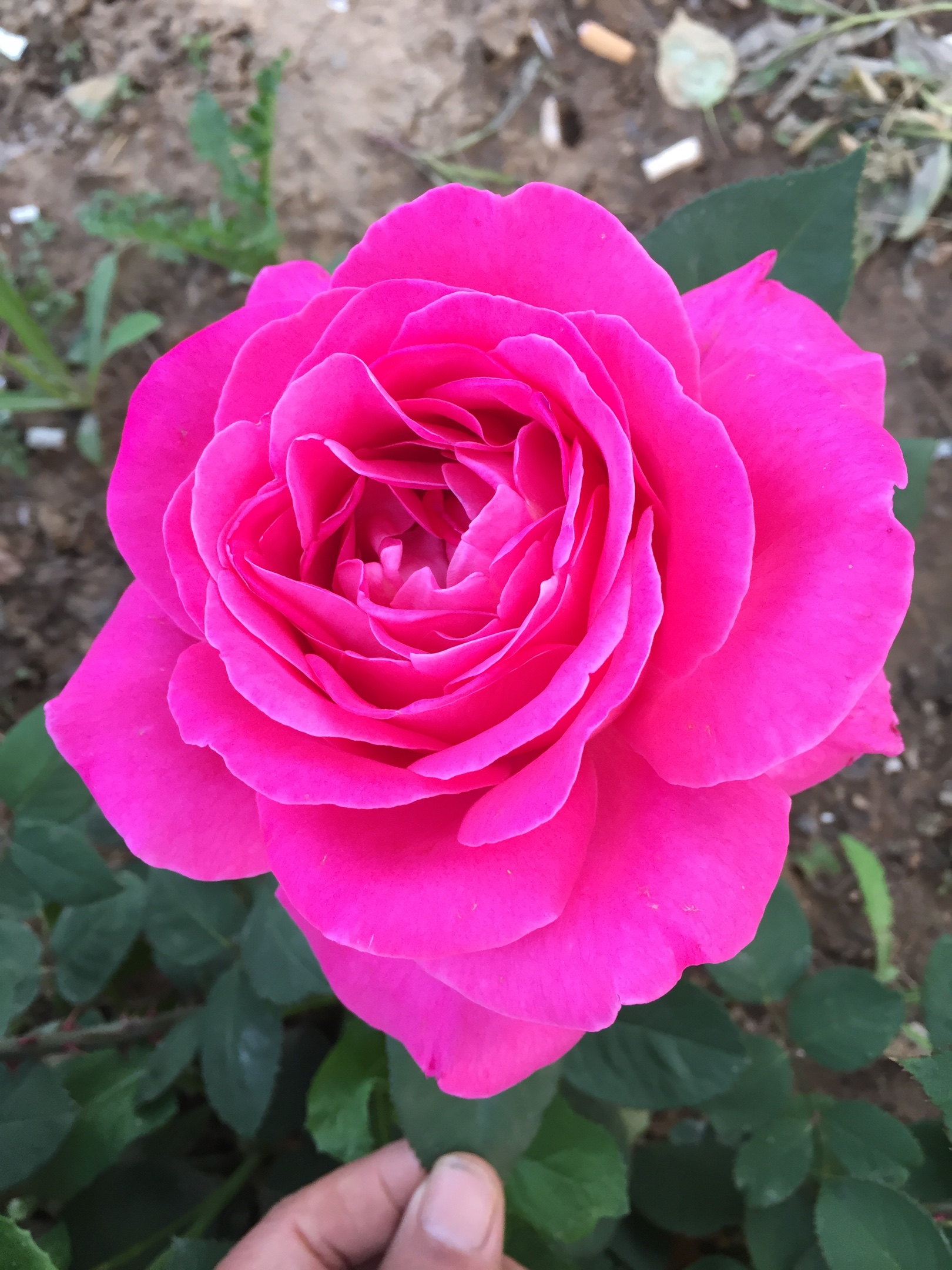 这些花漂亮极了,让大家赏心悦目,回味无穷!