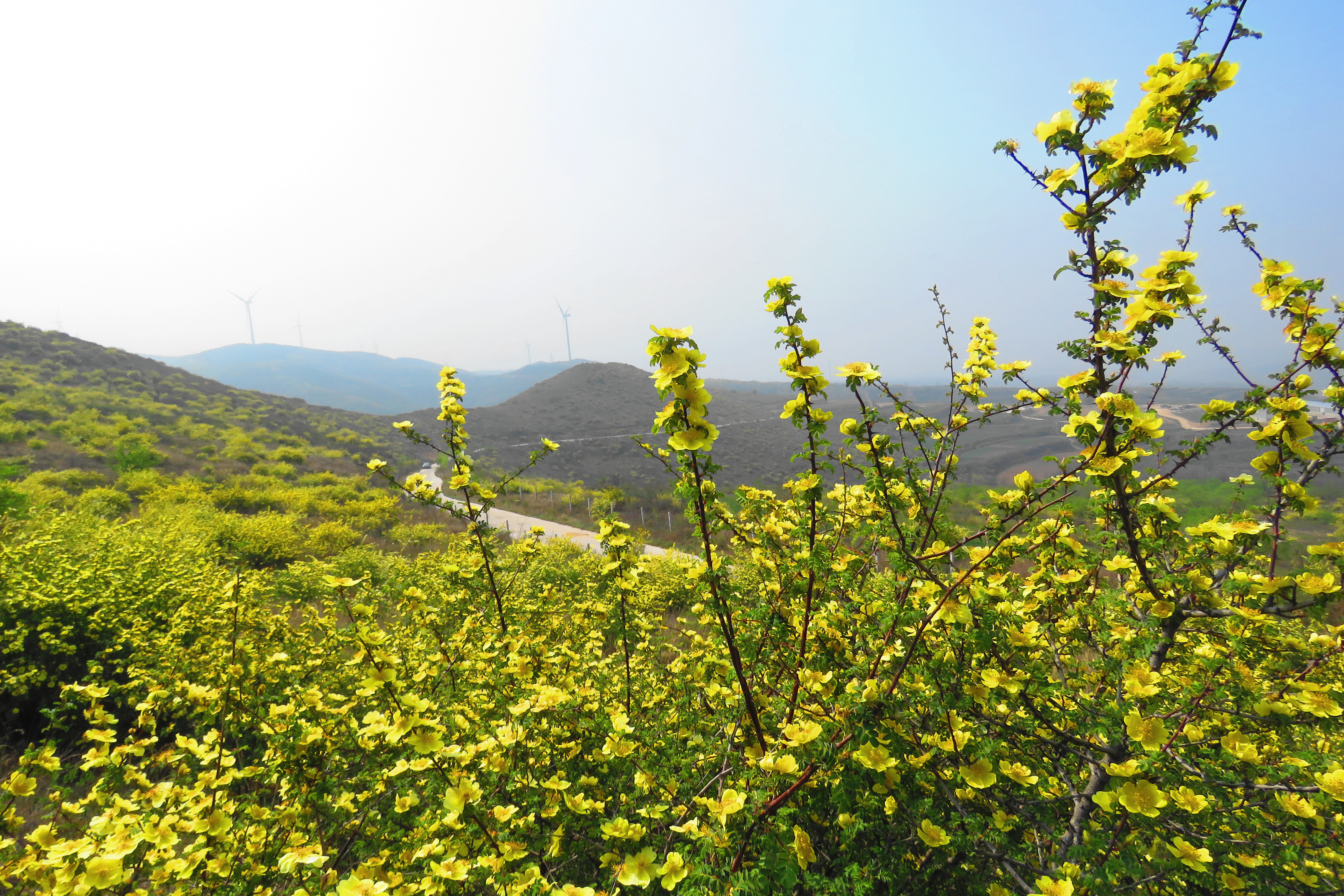 着我黄袍缓缓来装扮人间四月天