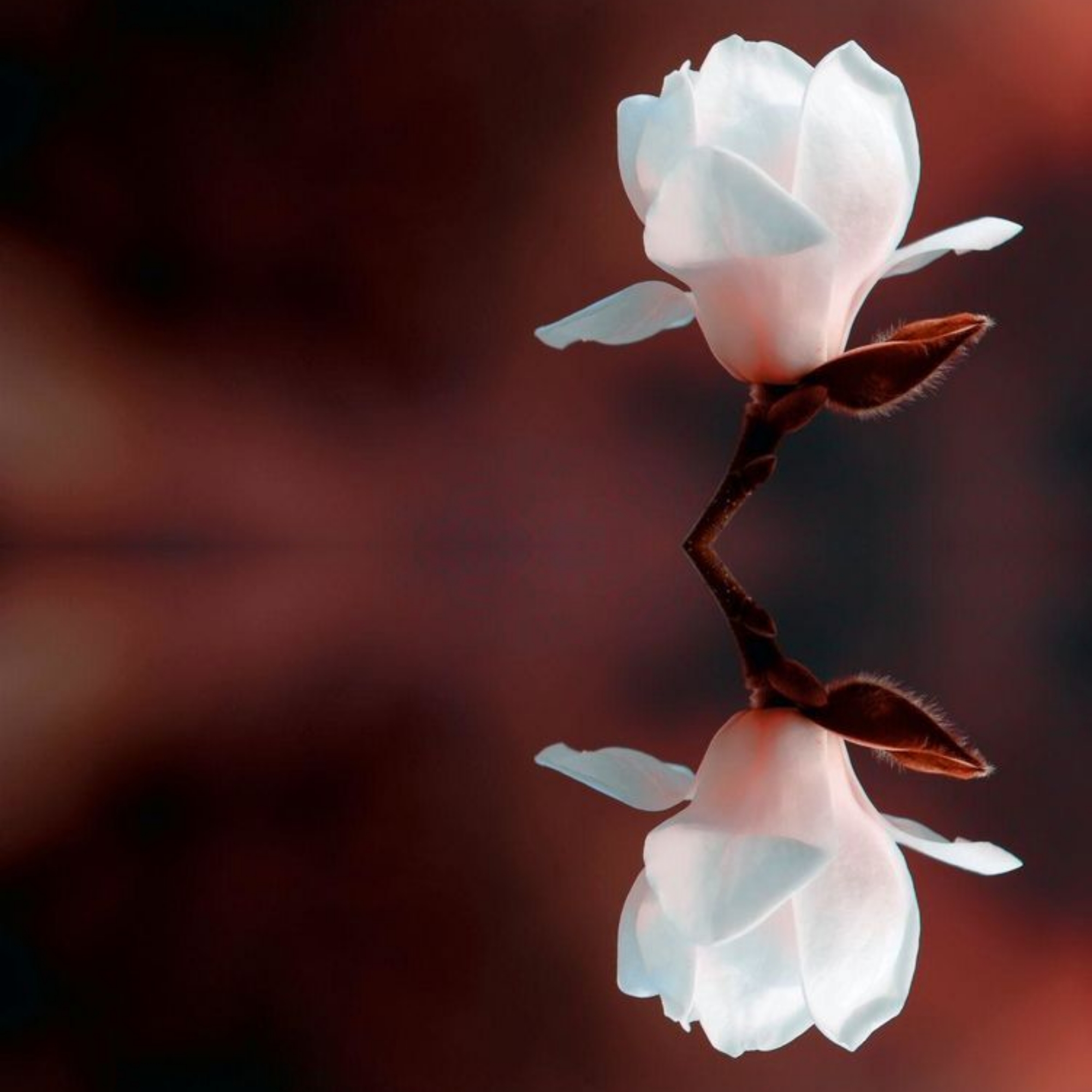 绝美的倒影摄影