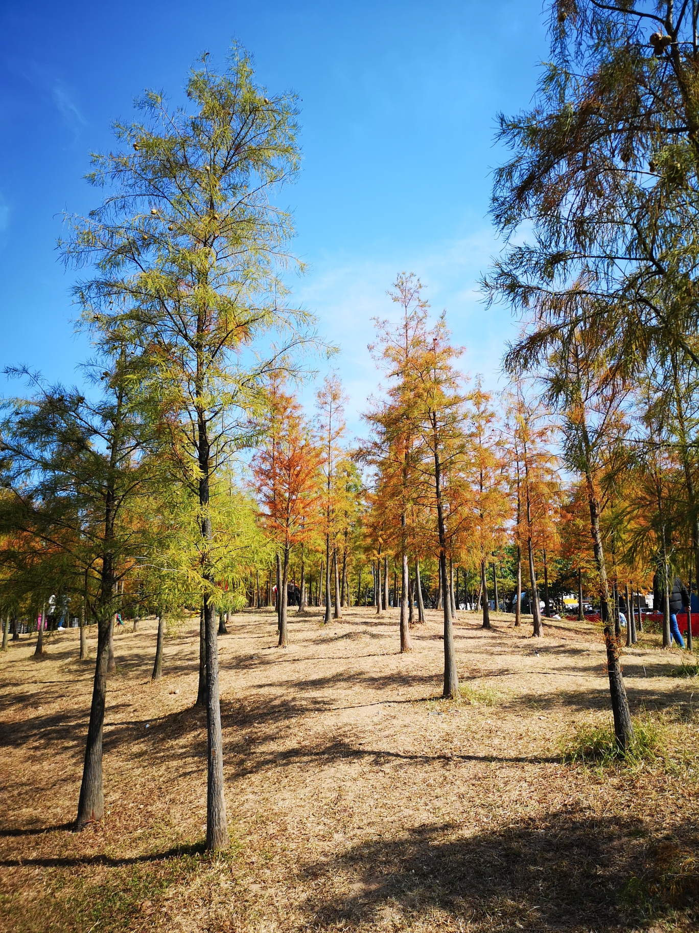 大觀溼地公園