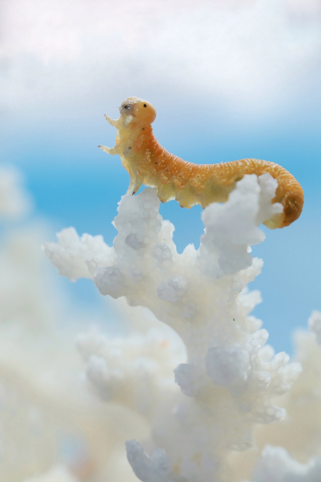 (原片微距摄影)可爱的小黄虫虫