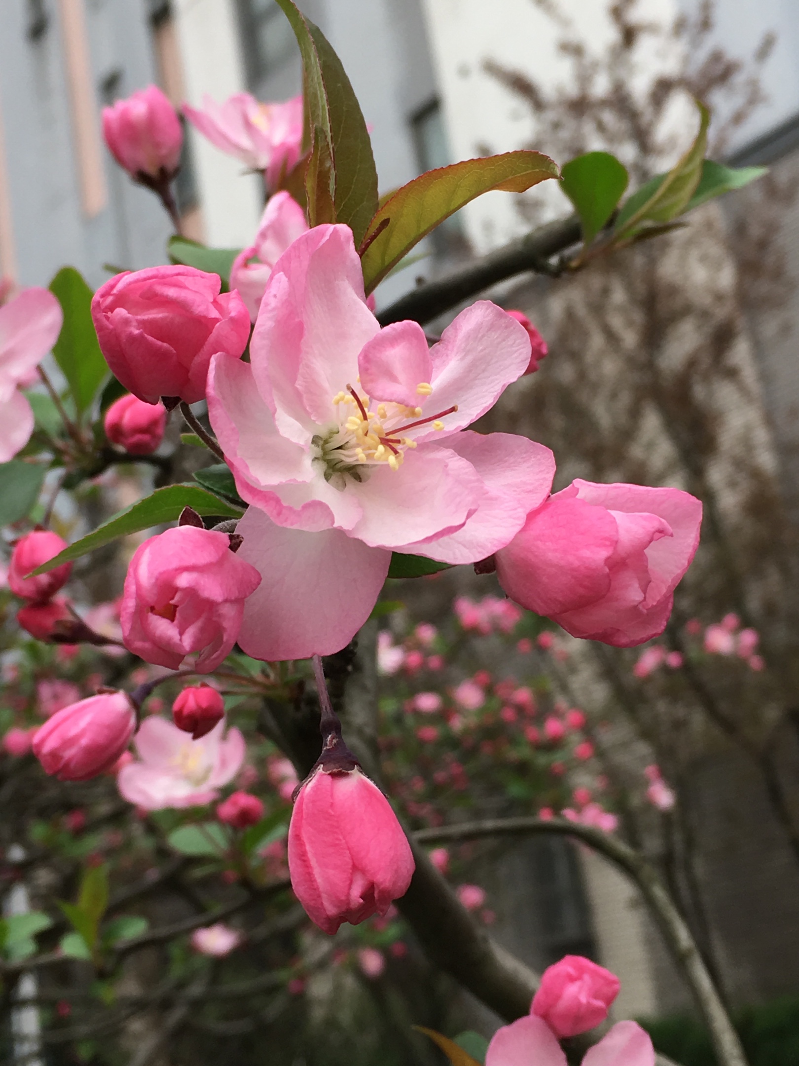 海棠正艳 鲜花如火 胭脂正红 春色撩趣
