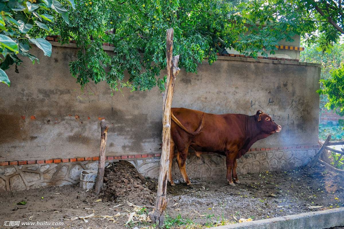 庄稼一支花全靠牛当家