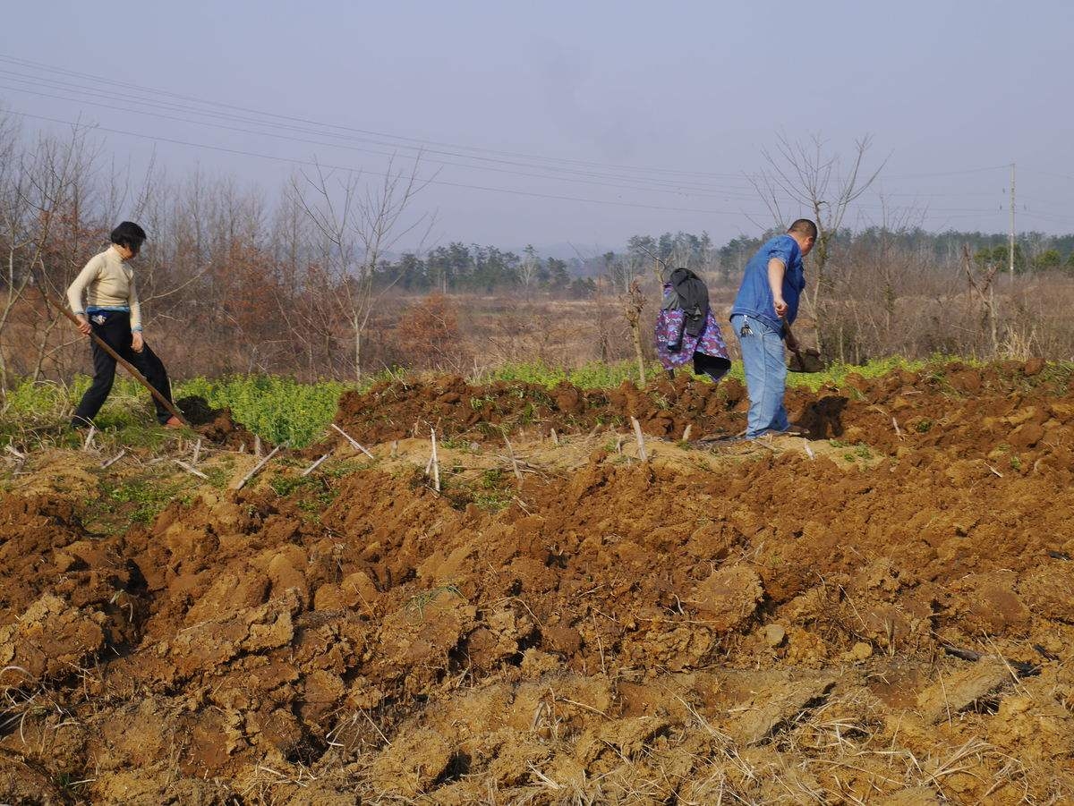 开荒种地 原创 图片来源网络