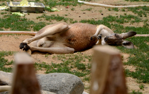 躺在地上避暑休息的袋鼠