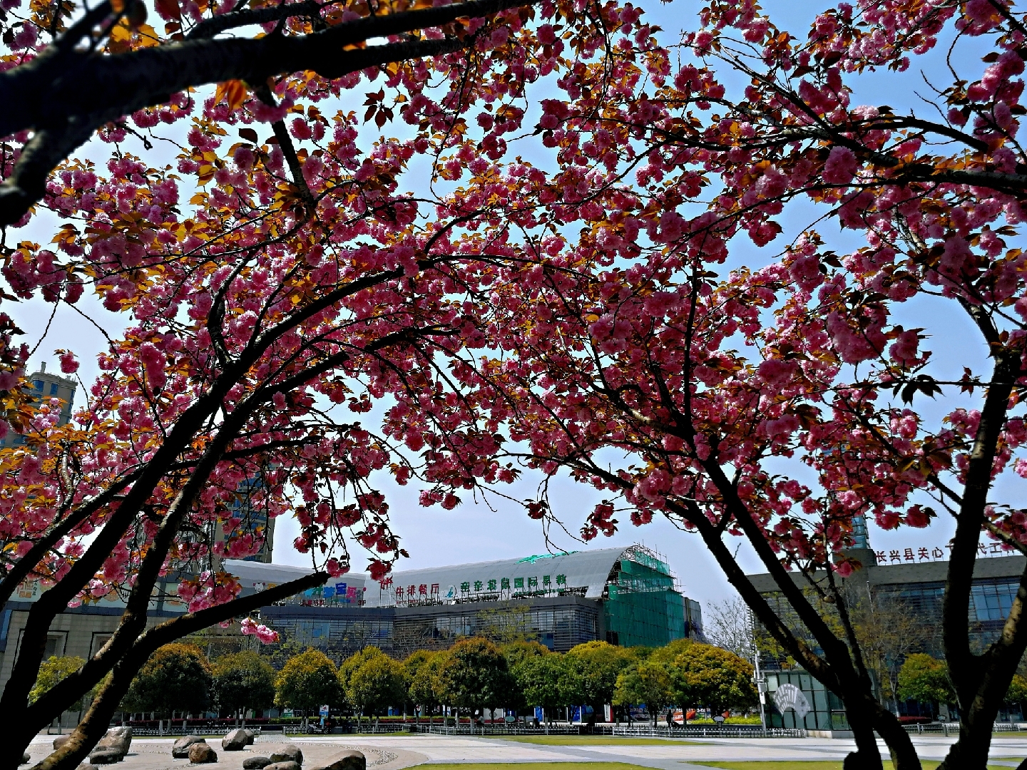 长兴人民广场(简称:长兴中心广场)有一片,硕大的樱花林,是夏天纳凉的