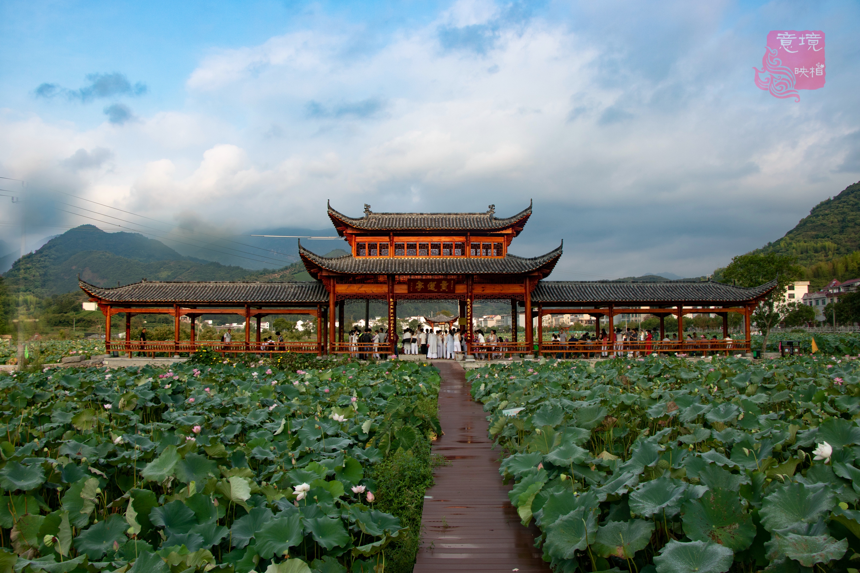 我化彩虹嬉荷海-武义旗袍协会西联游十里荷花活动掠影