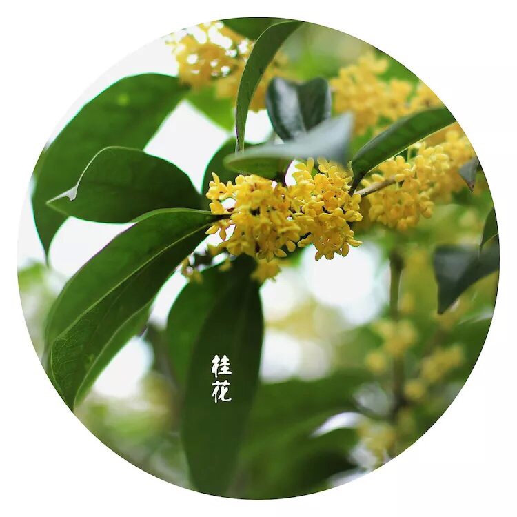 八月桂花盛开季节