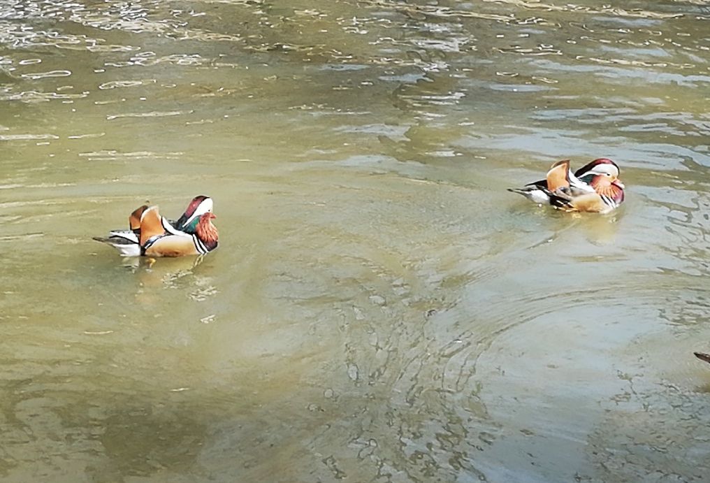 山青水碧天蓝蓝,鸳鸯北归回家园. 一路平安则有序,扶老携幼飞上天.