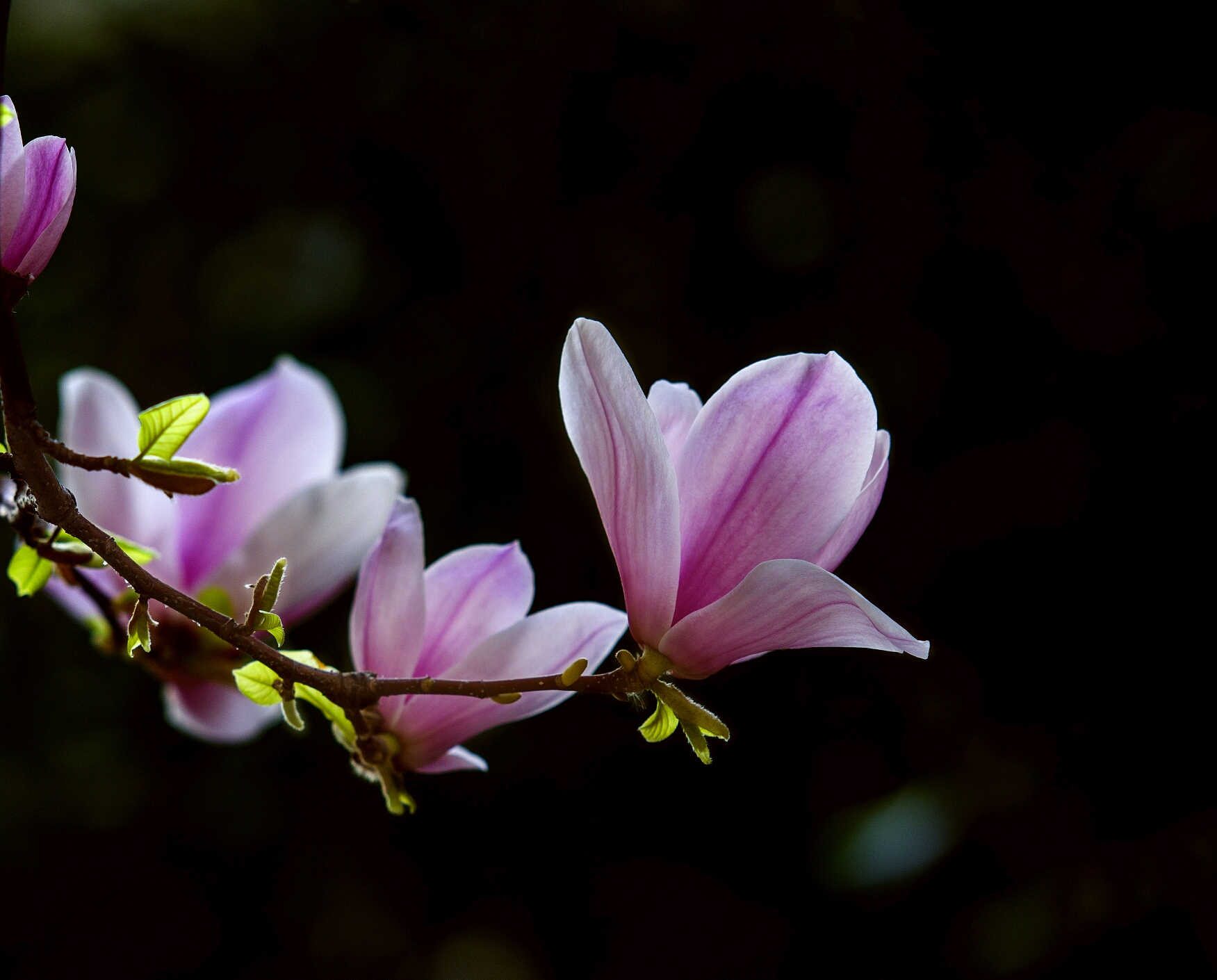 《春之歌》春暖花开的季节