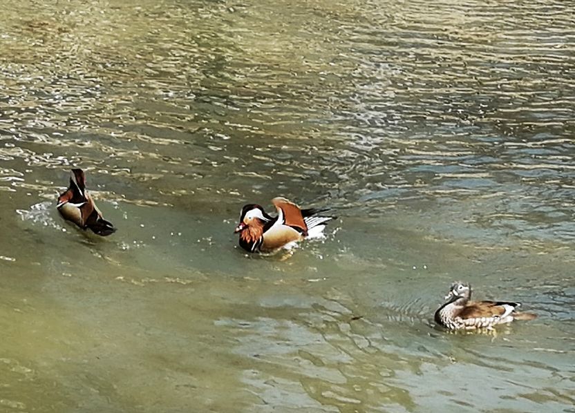 山青水碧天蓝蓝,鸳鸯北归回家园. 一路平安则有序,扶老携幼飞上天.