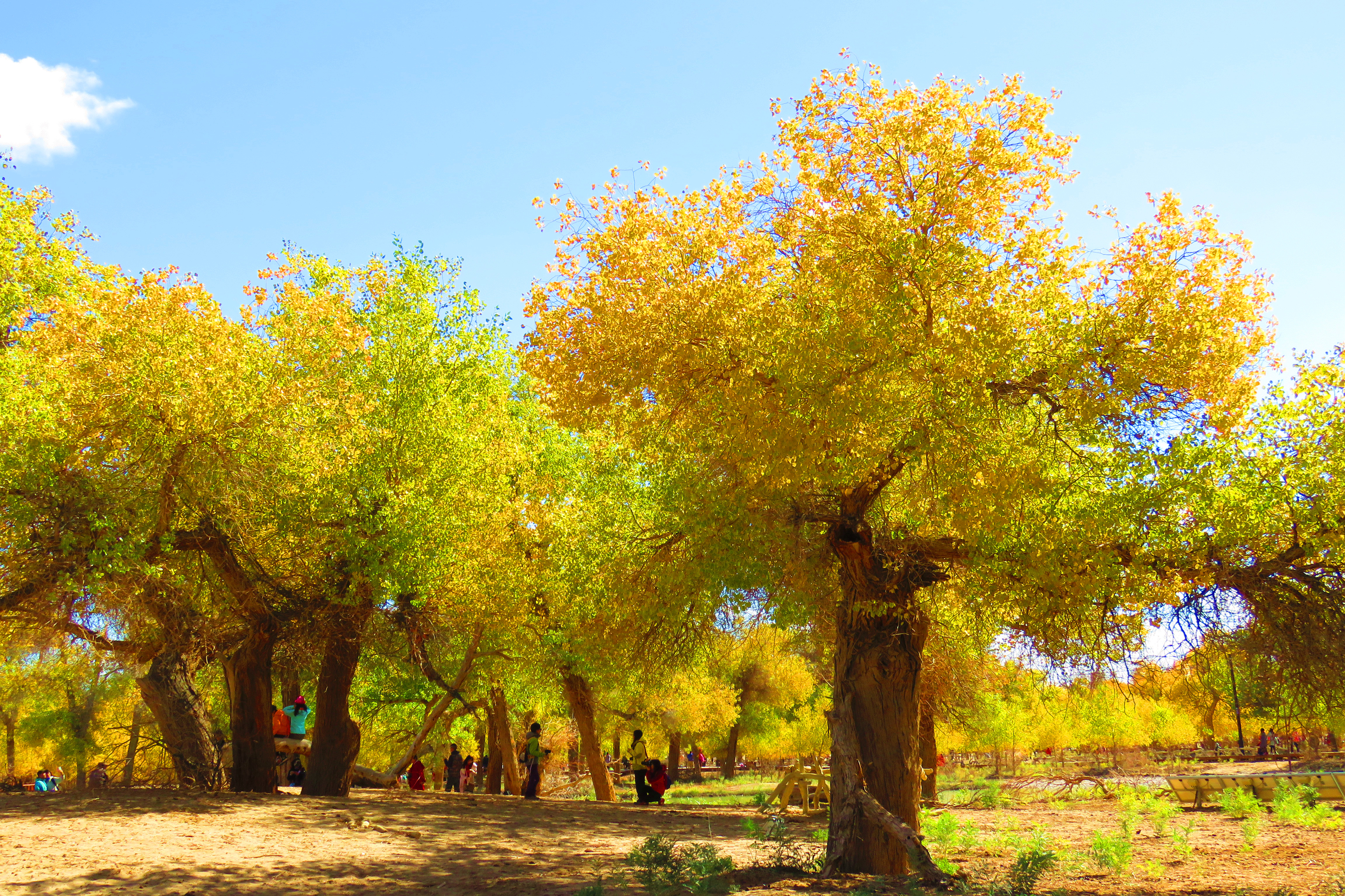 痴情深几许翘首看胡杨