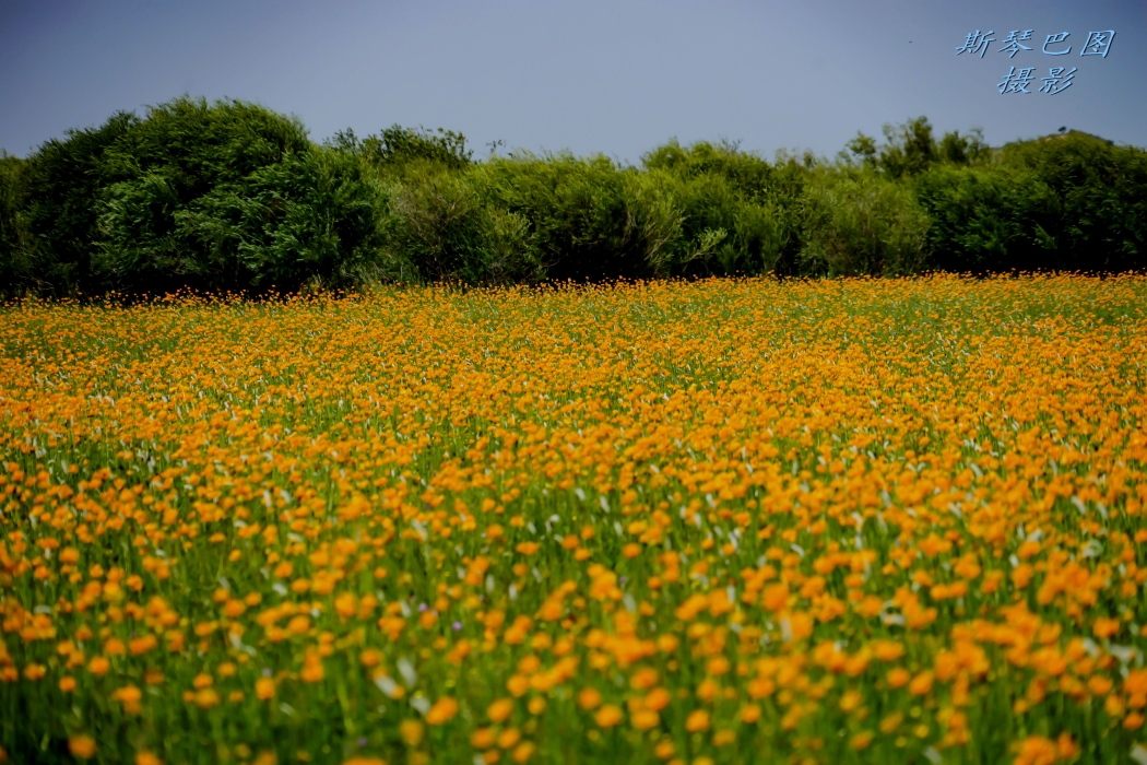 正蓝旗沙漠中盛开的金莲花