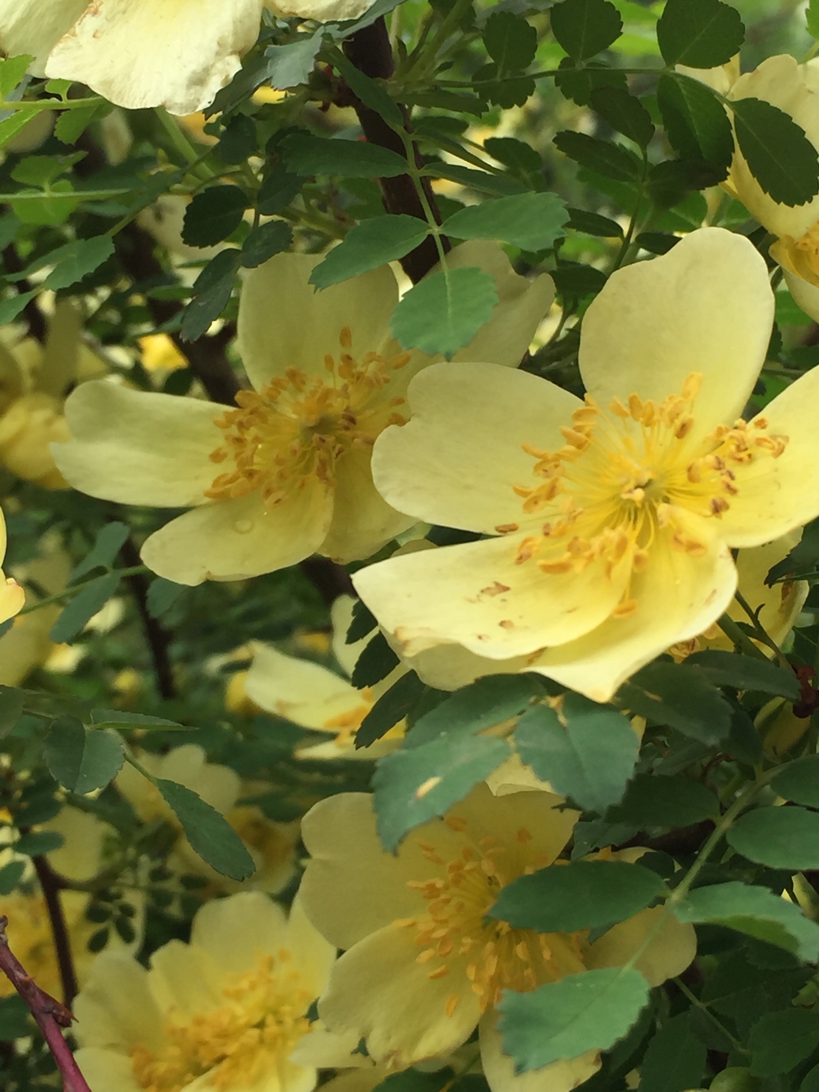 这都是刺木果子吗