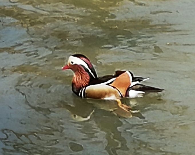 山青水碧天蓝蓝,鸳鸯北归回家园. 一路平安则有序,扶老携幼飞上天.