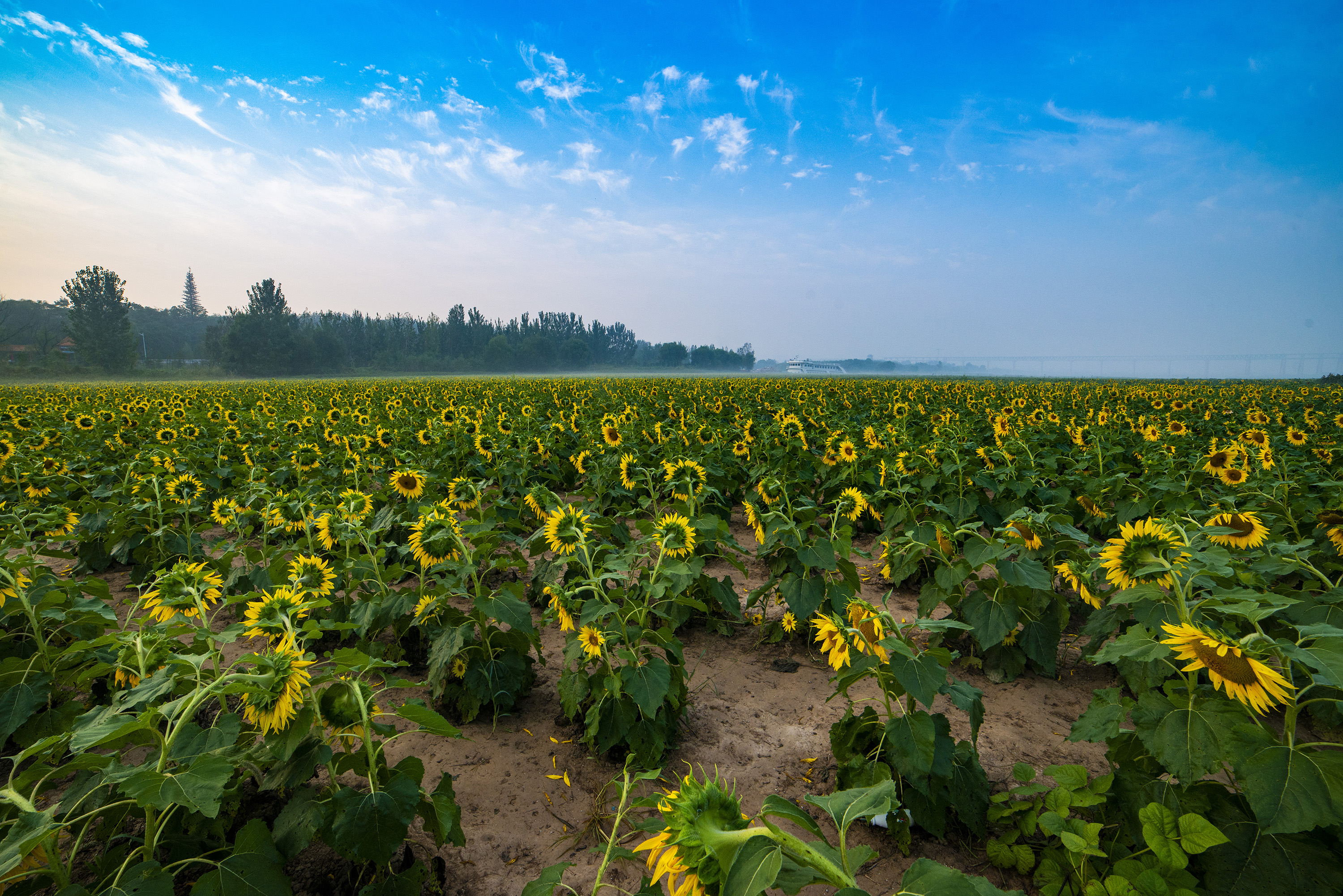 更无聊絮因风起,唯有葵花向日倾